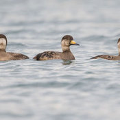 Black Scoter
